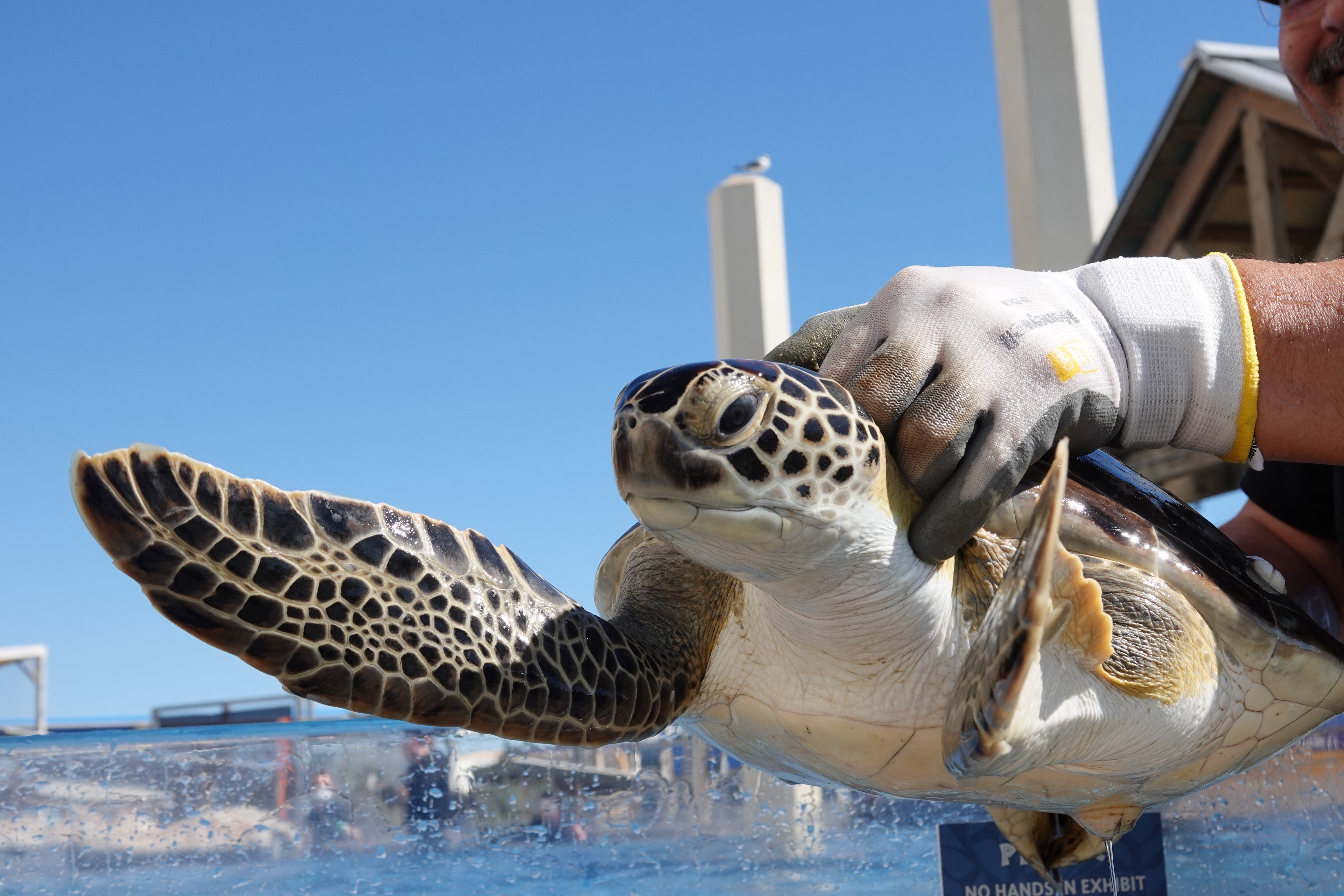 The Texas State Aquarium in Corpus Christi, U.S. Coast Guard and other organizations helped released 73 endangered sea turtles back into the wild after they were "cold-stunned" during freezing weather across Texas in early Febaruary. (Texas State Aquarium photo)