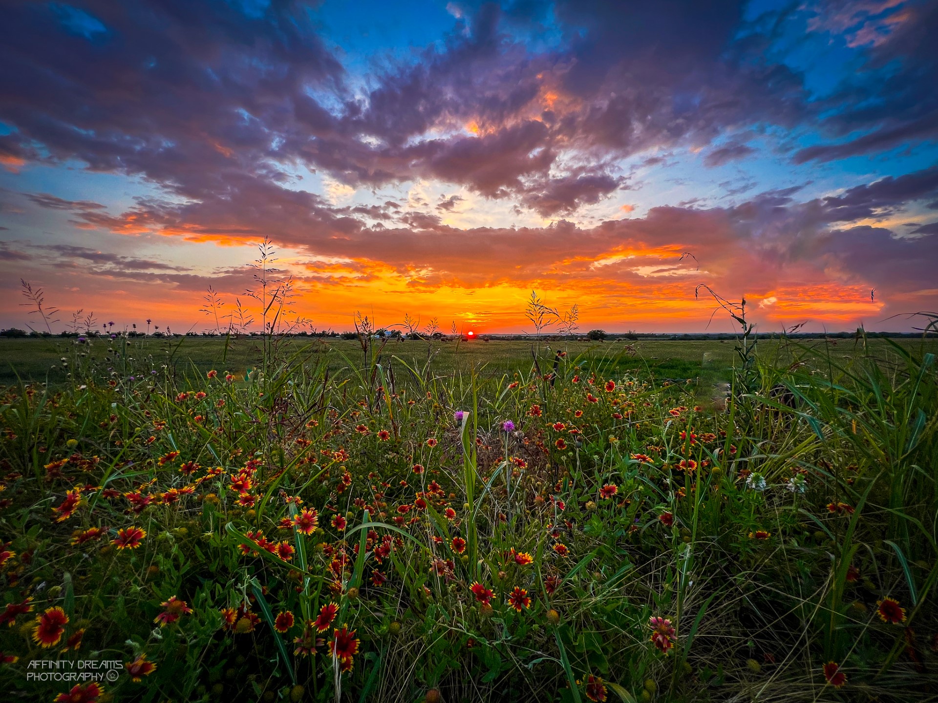 A field of wildflowers at sunset in Taylor on March 2, 2024. (Courtesy Andy Portillo)